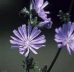 chicory