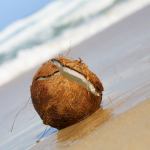 coconut