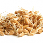 sprouted grains sprouted grains