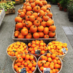 pumpkins