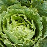 cabbage