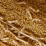 soybeans soybeans