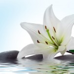 madonna lily and spa stone  in water
